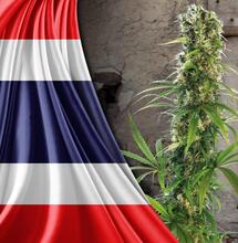 Thailandia e Marijuana