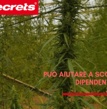 Il CBD può aiutare a sconfiggere la dipendenza da eroina