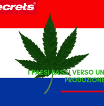 I Paesi Bassi verso un aumento della produzione di cannabis terapeutica