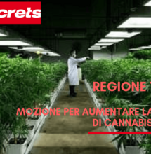 Dalla Regione Toscana sì all'aumento di produzione della cannabis terapeutica