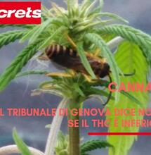 No sequestri cannabis con Thc minore di 0,5%