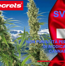 Cannabis e Svizzera