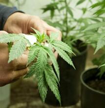 Cannabis, una risorsa contro i debiti