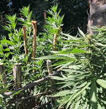 Outdoor Cannabis Growing in South Africa: A Guide to Flower Season