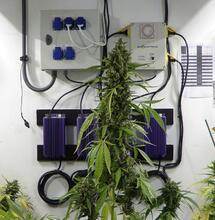 Autofiorenti XXL: obiettivo superato