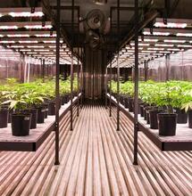 Buenos Aires: inaugurata la prima biofabbrica di cannabis medica