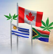  Avance de la Industria del Cannabis Medicinal en Uruguay, Canadá y Sudáfrica