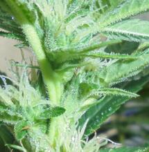 How To Make Your Own (Regular) Seeds - A 10 Step Guide