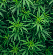 Cannabis Terpenes May Increase Your High