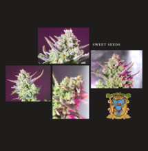 La hermosa sweet mimosa