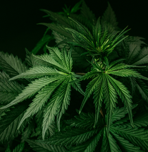 Variedades de marihuana con THCV y CBDV