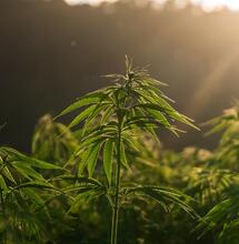 Preparing to Harvest Your Outdoor Crop and What to Consider