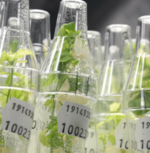 Cloni di cannabis austriaca