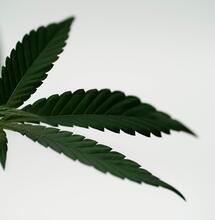 Hennepteelt voor eigen (medicinaal) gebruik