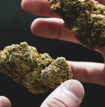 Quali varietà di Cannabis sono più facili da coltivare?