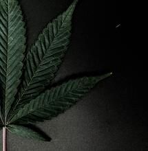 Dr Sanjay Gupta: Weed - CNN Special Documentary