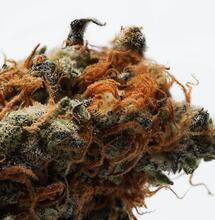 El potencial terapéutico del THCA y CBDA