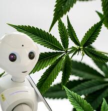 IA e coltivazione di cannabis: uno sforzo congiunto