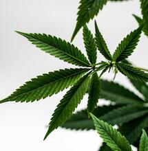 Causas del retraso en el desarrollo de tus plantas