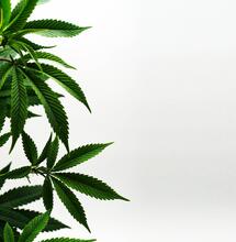 Cómo saber si tienes marihuana de calidad - GB Blog
