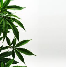Scotland: Private Clinic Starts Rolling Out Legal Cannabis to Patients