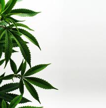 Cannabis nach der Legalisierung in Kanada nicht "leichter" zu bekommen