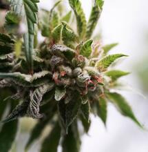 ¿Qué hacer antes de empezar a cultivar?