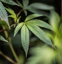 Firma la petizione online