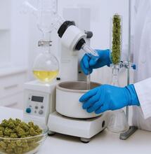 3 miliony odszkodowania dla konsultanta konopnego po wypadku w laboratorium