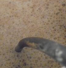 Tutto sulla melassa - Accumulare peso