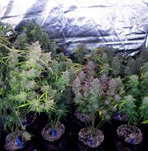 Medical cannabis growers. Auto or photoperiod genetics?