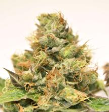 Marihuana für konnaisseure