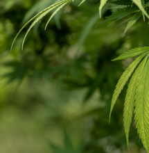 La química del aroma en la marihuana