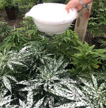 Planta de marihuana espolvoreada con tierra de diatomeas.