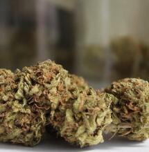 Primera copa cannábica virtual en Perú