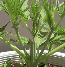 4 fáze růstu v rychlosti