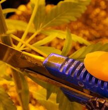 Zaštipování a prostřihávání rostlin