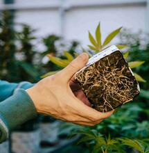 Ondergronds succes, de basis voor een knallende opbrengst!