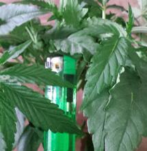 Controlling Plant Height