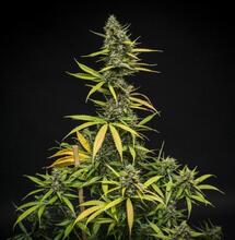 New Royal Queen Seeds' Mimosa Auto Wins Silver at Autoflower World Cup 2025