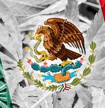 La bandiera del Messico