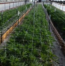 Les French Breeders du Triangle d’Emeraude