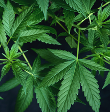 Libro “Cannabis Ciencia y Derecho”