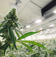 Cultivo con LED, ahorro en energía y mejora en calidad