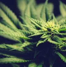 5 variedades para cultivar esta temporada