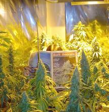 5 bons conseils pour arroser le Cannabis