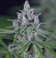 Hoe kweek je Purple Ghost Candy