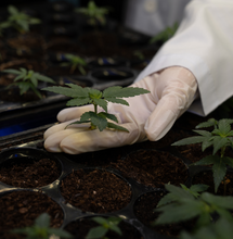 Carlos Laje de la Clínica de Marihuana Argentina, Córdoba. 