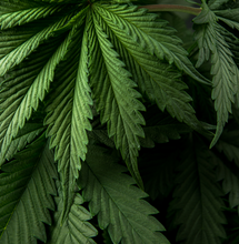 Vaporizar y vapear cannabis