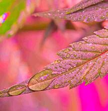 KiesKompas onderzoek